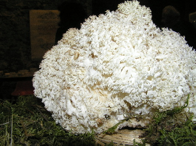 Hericium coralloides?